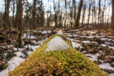 特写摄影的苔藓和雪
